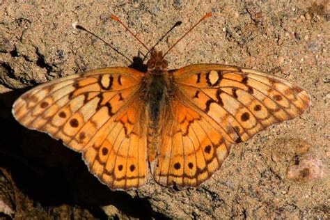 Variegated Fritillary Butterfly Euptoieta Claudia Near