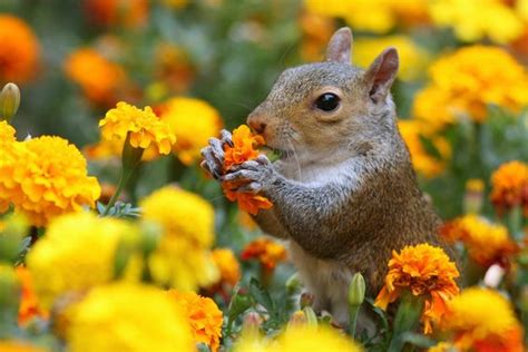 Squirrel Eating Marigolds How Cute Photos Animaux Pinterest