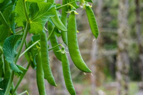 How To Grow Peas For Beginners Simple Living Country Gal