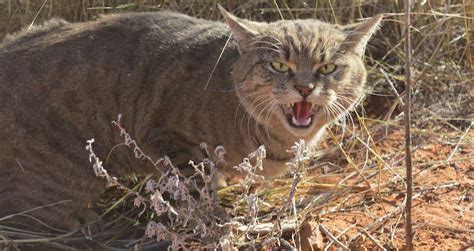 Australia Is Airdropping Poison Sausages To Kill 2 Million Feral Cats