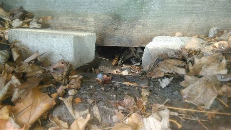 Niagara Wildlife Removal Why Do Skunks Dig Holes