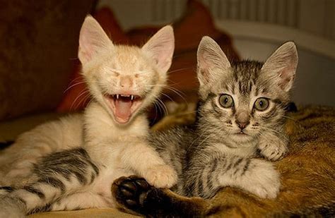 Laughing Cat Nature Funny Cats Animals Hd Wallpaper Peakpx