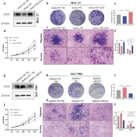 gli2 reverses mir 144 3p mediated suppression in gastric cancer a the download scientific