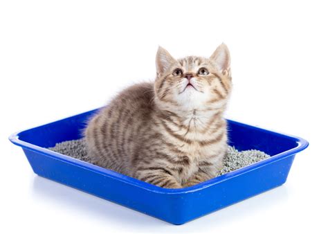 Best And Worst Places To Keep A Litterbox By Country Veterinary Clinic
