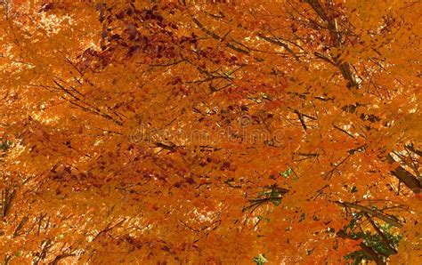Golden Autumn Background Canopy Stock Image Image Of Leaves