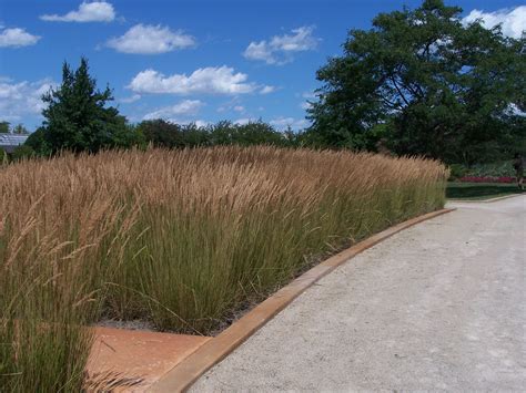 Calamagrostis Karl Foerster Planted In To Perfection Ornamental