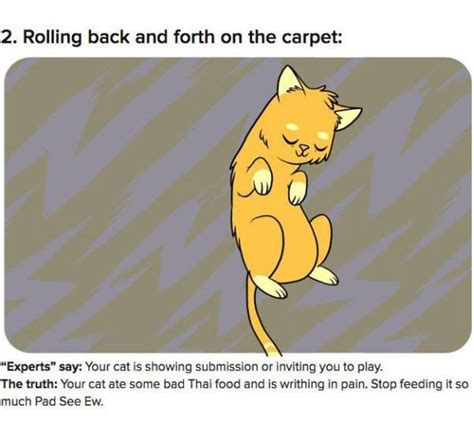 15 Shocking Truths Behind What Cat Behaviors Actually Mean