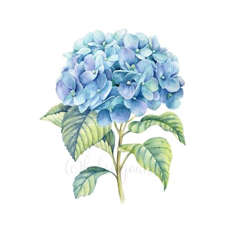 Watercolor Painting Of Blue Hydrangea Flower With Green Leaves