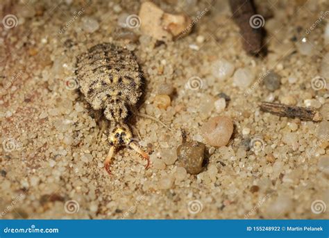 Pit Trap Of An Antlion Larva Antlion Cone Death Trap Sand Pit Trap
