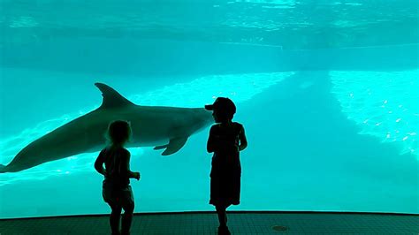 Texas State Aquarium Dolphins Youtube