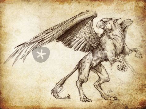 Fantasy Sketch Gryphon Drawing Art Prints And Posters By
