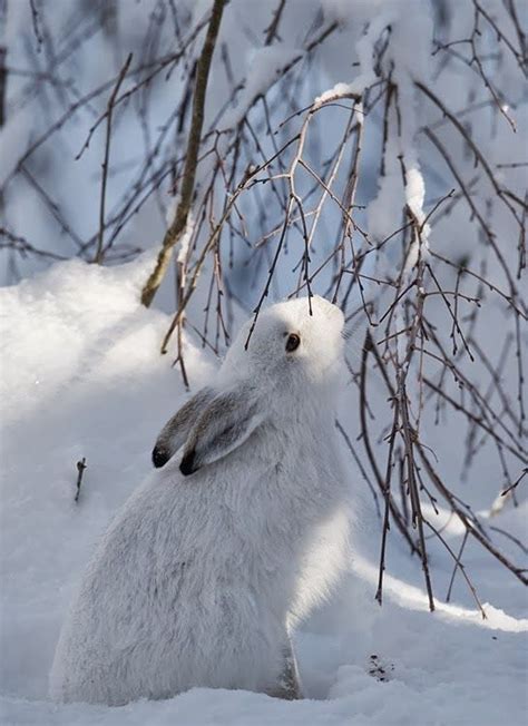 Winter Hare Animals Beautiful Animals Winter Scenes
