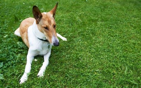 Smooth Collie Lassie A Pelo Corto Caratteristiche E Altre Info