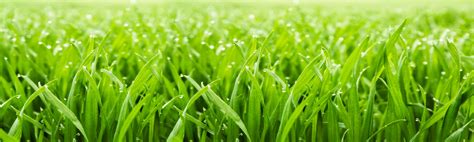 Grass - Green Earth Ag and Turf