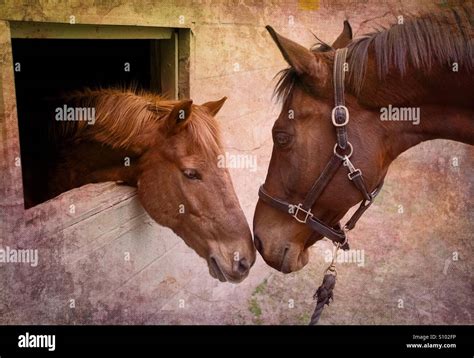 Horse Mother Love Hi Res Stock Photography And Images Alamy