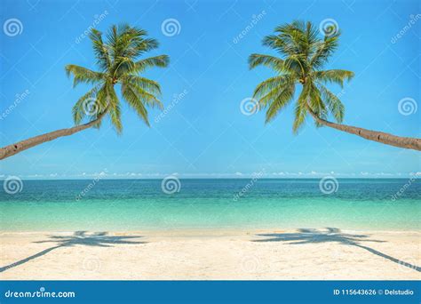 Leaning Palm Trees Over A Beach With Turquoise Sea Stock Photo Image