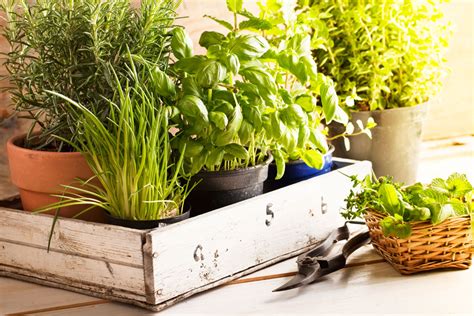 Your Ultimate Guide To Growing Herbs Indoors Eatingwell