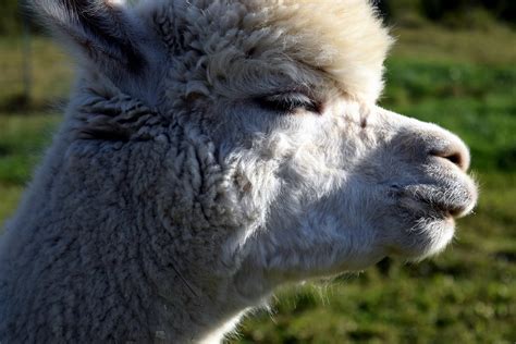 Free Picture Head Fur Lama Animal Macro Detail Daylight Grass