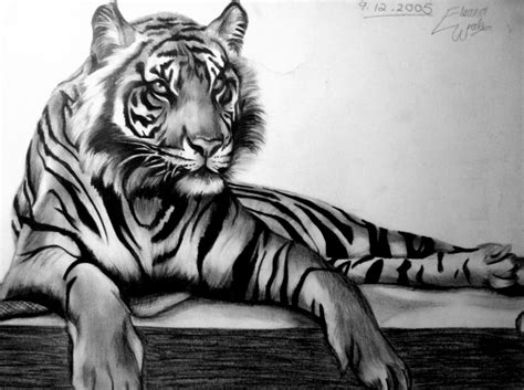How to draw a tiger: Tiger Drawing Pictures | Drawing Pictures