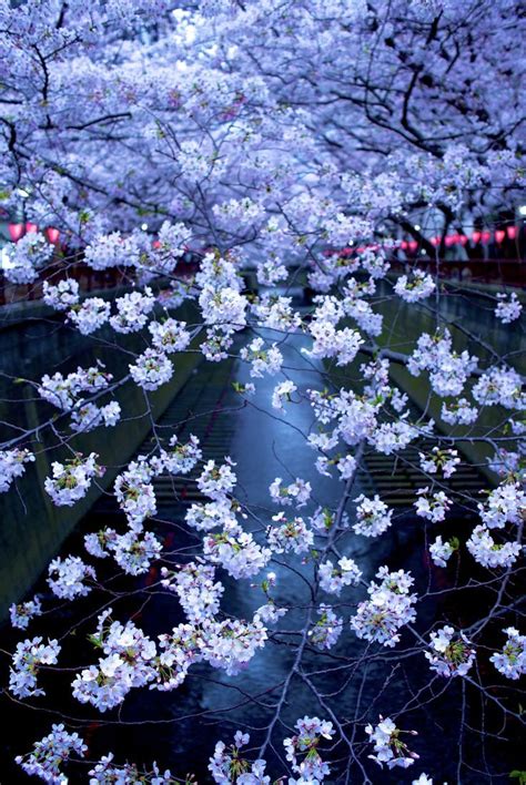 Cherry Blossom Japan Japanese Landscape Nature Pictures