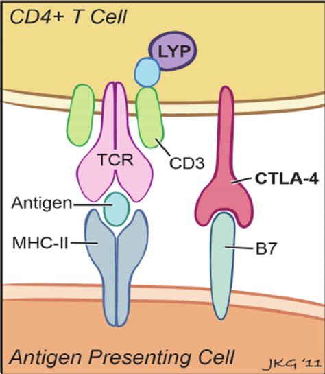 Antigen Presenting Cell The Activation Of The T Cell By Various