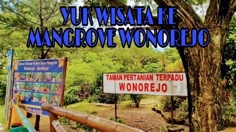 Wisata Mangrove Wonorejo Rungkut Surabaya Youtube
