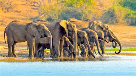 Chobe National Park National Parks Getyourguide