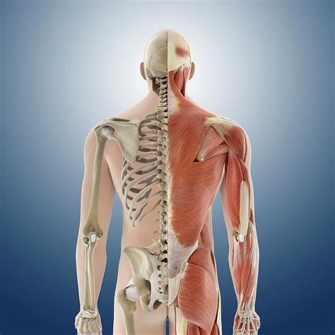 Back Anatomy Photograph By Springer Medizinscience Photo Library