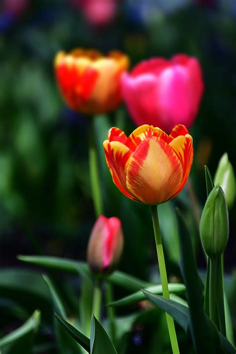 Orange Tulips In Bloom · Free Stock Photo