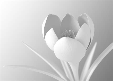 Premium Photo White Flower Blooming On Gradient Background