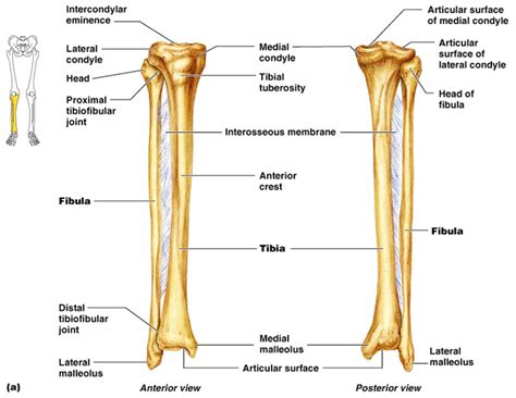 The Fibula Lower Leg Bones Leg Bones Joints Anatomy