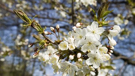 How To Care For Cherry Trees Garden Guides