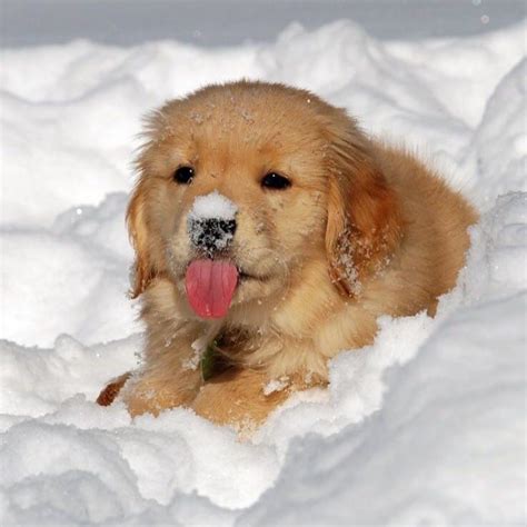 Cute Puppies In Snow