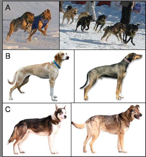 Alaskan Sled Dogs Are A Mixed Breed Dog Selected Strictly For Their