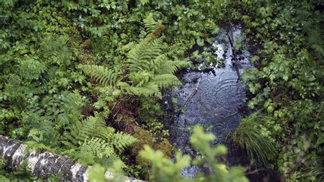 Beautiful Puddle With Raindrops In Green Forest Stock Footage Stock