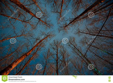 Scary Forest At Night Stock Photo Image Of Creepy