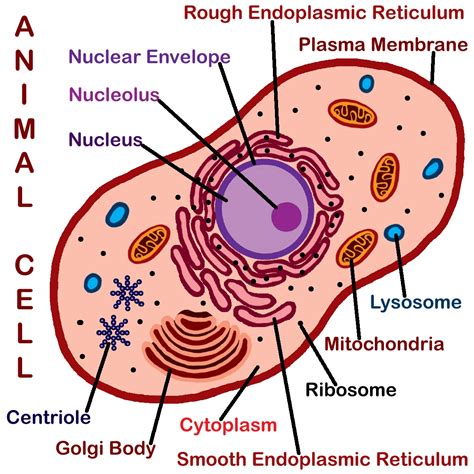 Clipart Of An Animal Cell Nucleous Clipground