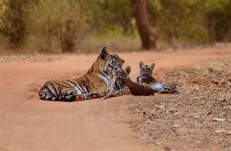 Tiger And Cubs Lying On Dusty Dirt Road With Trees And Bush Bandhavgarh