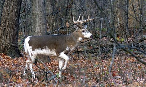 Piebald Whitetail Buck Ojibway Park Windsor Ontario Ca Flickr