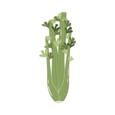 Premium Vector Celery Colorful Vector Illustration Isolated On White