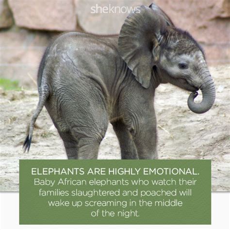 Compassionate Elephants Elephant Brain Elephant Facts Elephant Images