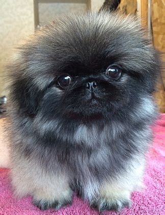Happy kathy smith drove from california with friend to get him💕great ladies with bunch of love for this pekingese! best photos, pictures and images about pekingese dog ...