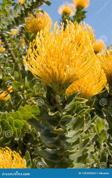 Shrub Of Bright Yellow Protea Pincushion Flowers And Leaves Stock Photo