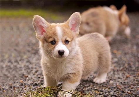 Free puppies near me craigslist. Corgi Puppies For Sale Near Me | PETSIDI