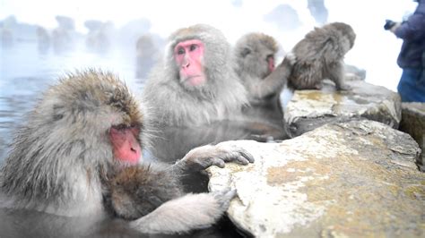 Japanese Macaque Taking A Bath3 Youtube