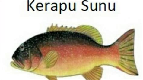 Jangan lupa simak terus artikel menarik lainnya di situs. Jenis-jenis ikan laut indonesia | nama-nama ikan laut ...