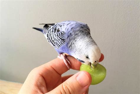 What Causes Budgie Beak Discoloration Born For Pets