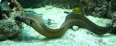 Brazilian Dragon Moray Eel Moray Eel Ocean Dwellers Marine Fish