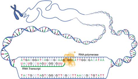 Counting individual mrna molecules produced by a given gene provides evidence of random fluctuations in mammalian gene expression from cell to cell. Protein Synthesis | Anatomy and Physiology I