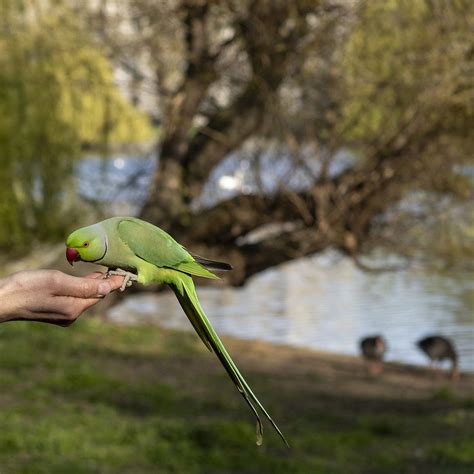 Rose Ringed Parakeets Talk Photography